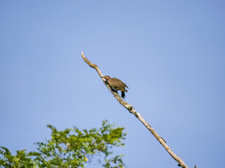 Northern Flicker