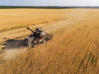 Fototapeta premium Harvester machine to harvest wheat field working. Combine harvester agriculture machine harvesting golden ripe wheat field. Agriculture