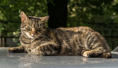 An adult tabby cat lies on the hood of a car and looks at the photographer.