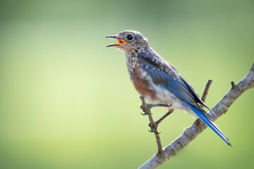 Juvenile Eastern Bluebird Panting as It Perches on Bare Branch in Hot Louisiana Summer