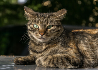 A portrait of an adult brown cat looking at the camera fearfully.