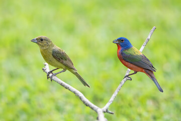 Painted Bunting Pair Perched on Bare Branch Against Spring Green Background