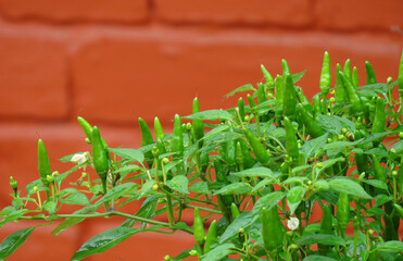 Green Malagueta pepper on the chill plant.