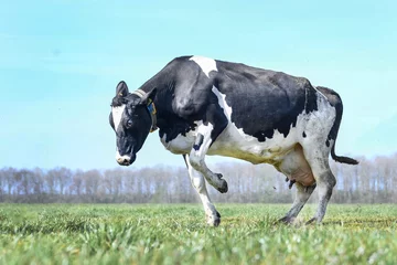Fotobehang cow in a field © Vera