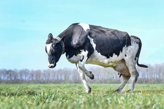 cow in a field