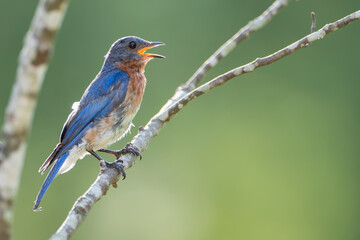 Eastern Bluebird Panting with Beak Open 
