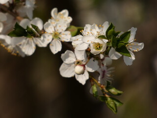 Fototapeta na wymiar Apple tree branch with white flowers and green leaves, Gdansk, Poland