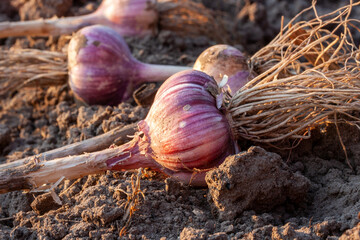 Ripe large garlic in the garden before sunset