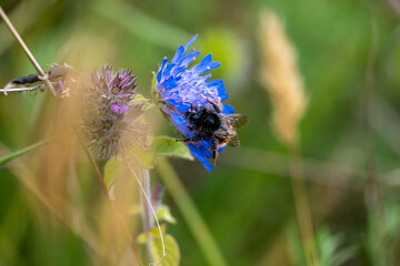 Bee On A Flower