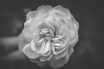 white rose on black background