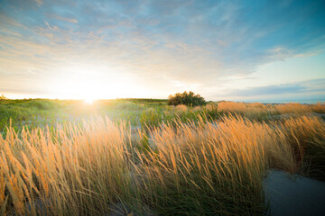 Porto Caleri coastal botanical garden and wild beach, Veneto, Italy. Sunset landscape at golden hour with ears in the foreground.