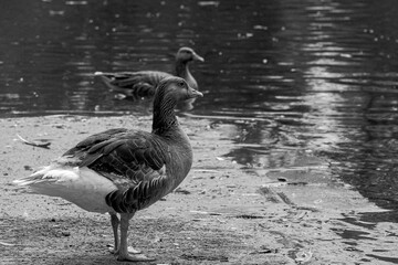 canada goose branta canadensis