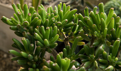 Gardening. Succulent plants. Closeup of a Crassula ovata Gollum, also known as Spoon Jade, green finger shaped leaves.