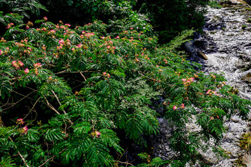 Obraz premium ねむの木の花と渓流を上から空撮した風景