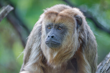 Portrait of funny adult male Brazilian Amazonian Capuchin monkey hiding in a liana tree, closeup, details..