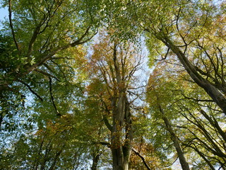 low angle view of  autumn trees, beech forest