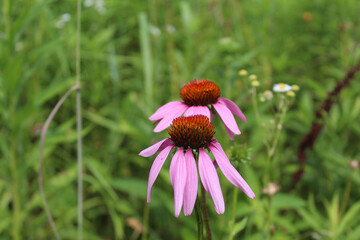 Two purple coneflower blooms at Linne Woods in Morton Grove, Illinois on a sunny day