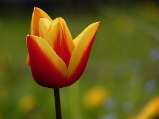 Kaufmanniana tulip - yellow and red flower in the garden