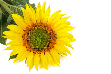 Sunflower isolated on white background. Natural background. Sunflower blooming. Close-up of sunflower