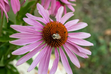 Obraz premium A bee on an echinacea flower