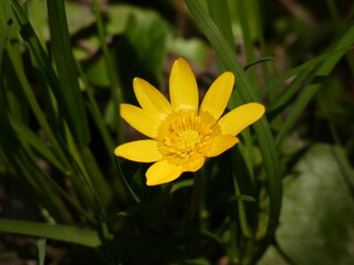 Lesser celandine (Ficaria verna) - yellow spring flower with green leaves