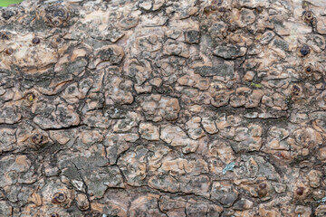 Close-up of rough bark shows natural patina and organic structures as wooden background for wooden wallpapers or timber industry topics with detailled rind macro and isolated lumber texture