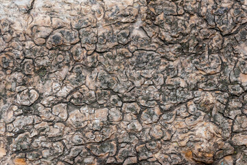 Close-up of rough bark shows natural patina and organic structures as wooden background for wooden wallpapers or timber industry topics with detailled rind macro and isolated lumber texture