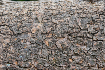 Close-up of rough bark shows natural patina and organic structures as wooden background for wooden wallpapers or timber industry topics with detailled rind macro and isolated lumber texture