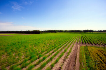 Landscape with asparagus field, fresh plantation of the vegetable asparagus farmers harvest in April