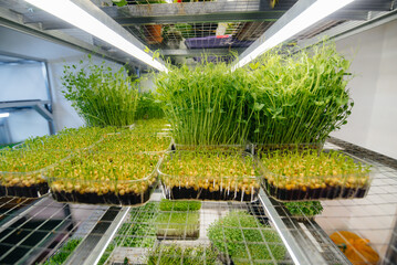 Juicy and young sprouts of micro greens in the greenhouse. Growing seeds. Healthy eating