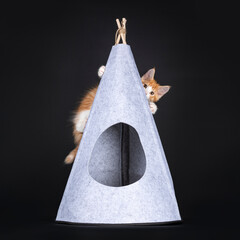 Cute red with white harlequin cat kitten, hanging in grey felt tipi tent. Looking naughty towards...