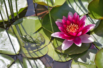 Pink water lilies in a pond.