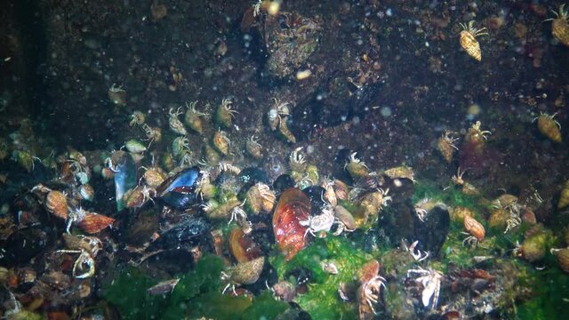 A large number of Small hermit crabs on the sandy bottom (Diogenes pugilator). Black Sea. Ukraine.