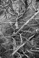 WETTERBAUM . TOTHOLZ . DEAD TREE