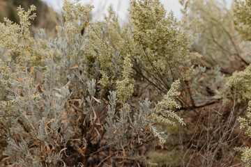 dry grass in the wind