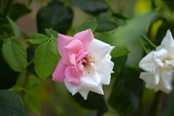 Unusual rose in pink and white