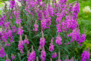 Pink flowers on a flower bed in the garden.