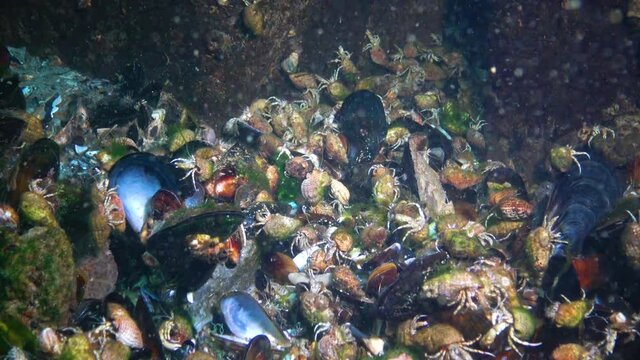 A large number of Small hermit crabs on the sandy bottom (Diogenes pugilator). Black Sea. Ukraine.