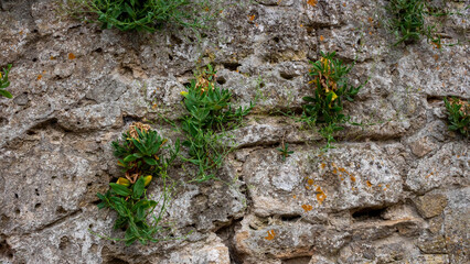 Old fortress wall and sprouted green plants in the wall