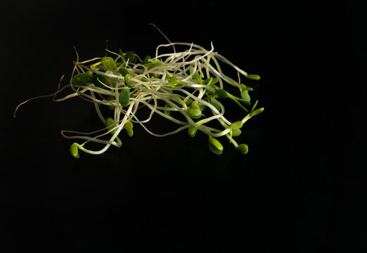 Red Clover Sprouts, Micro Green Healthy Eating Concept