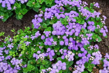 Pink flowers on a flower bed in the garden.
