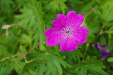 Obraz premium A bloody geranium blossom