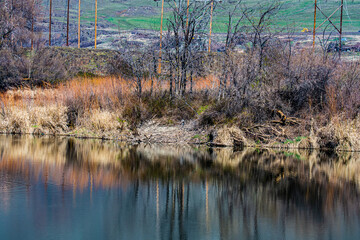 reeds in the lake