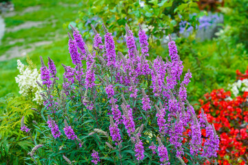 Fototapeta premium Pink flowers on a flower bed in the garden.