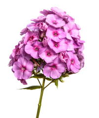 purple flowers in inflorescences on the stem. on a white background