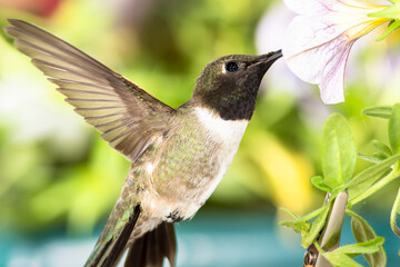 Fototapeta premium Black-Chinned Hummingbird Searching for Nectar Among the Violet Flowers