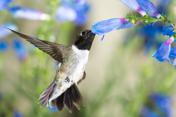 Black-Chinned Hummingbird Searching for Nectar Among the Blue Flowers