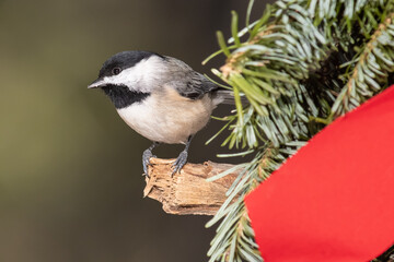 Carolina Chickadee Playing with a Merry Christmas Wreath