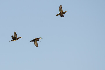 Flock of Wood Ducks Flying in a Blue Sky