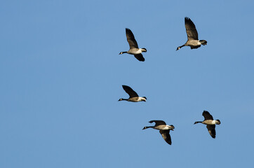 Flock of Canada Geese Flying in a Blue Sky
